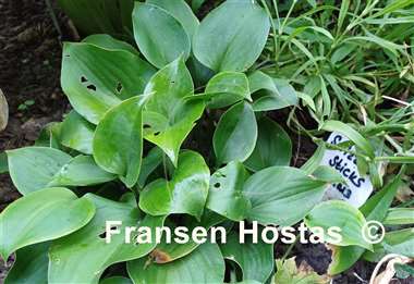 Hosta Swizzle Sticks